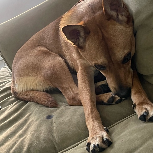 Puppy Warning - Picture 3 of 7